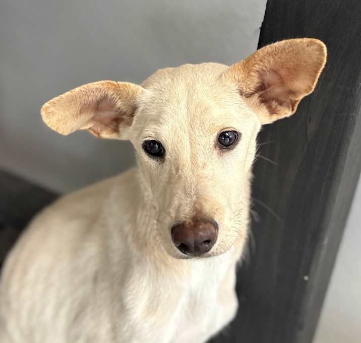 Photo of Cosmo