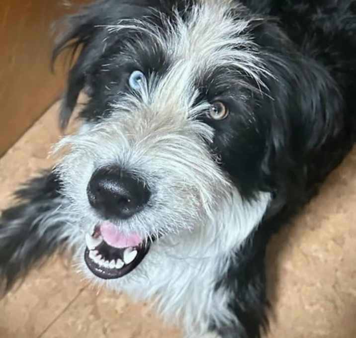 Photo of Mya (FTF -Albany County Only)