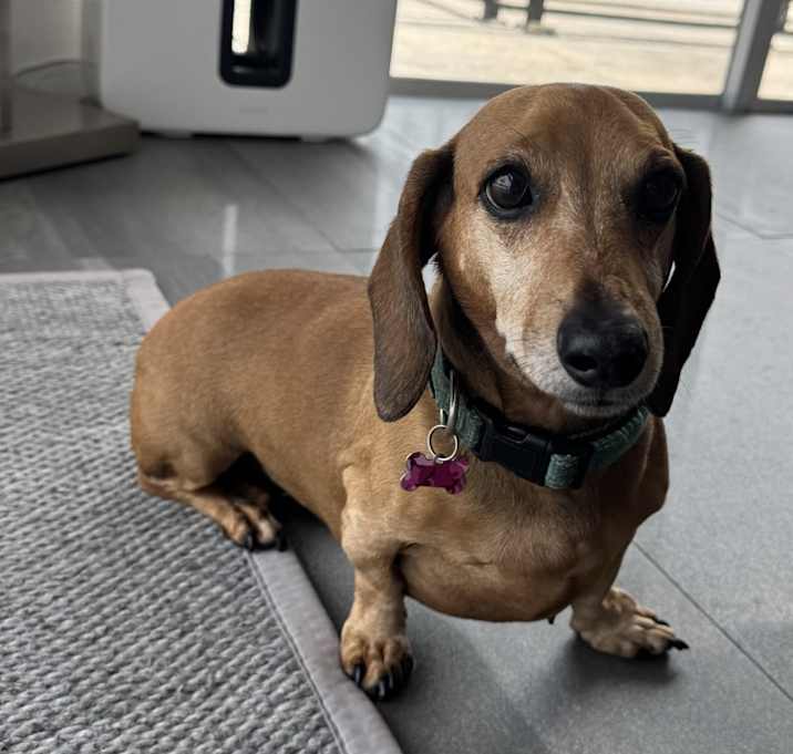 Photo of Bella