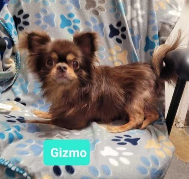 Photo of Gizmo