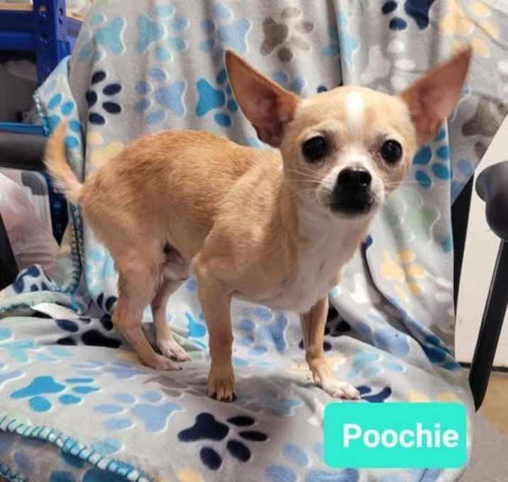 Photo of Poochie