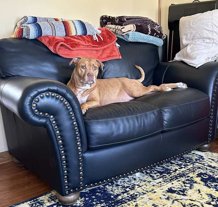 Photo of Piper