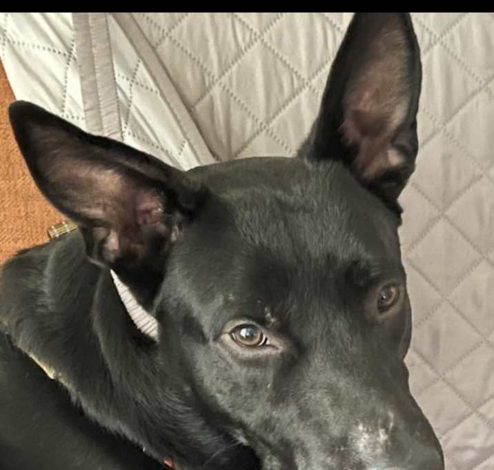 Photo of Buster