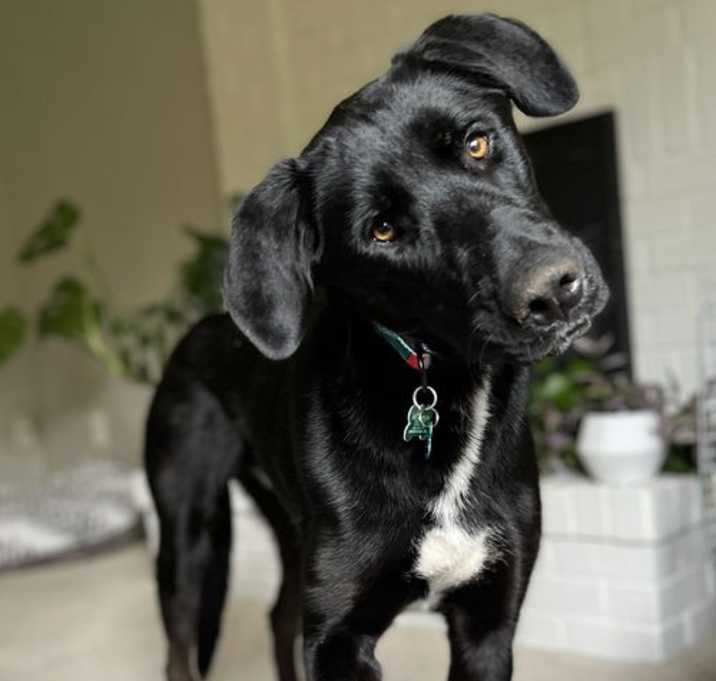 Photo of Elvis - So Handsome!