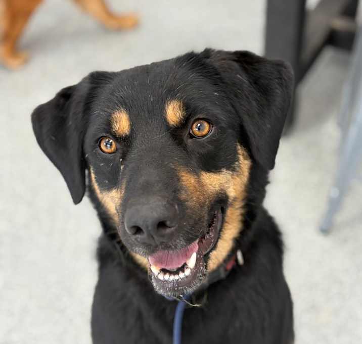 Photo of Bowser