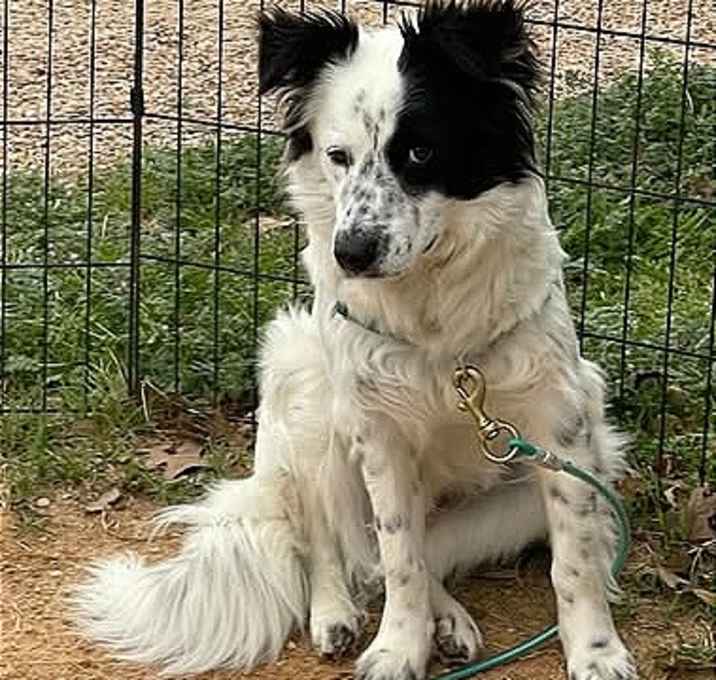 Photo of Bella