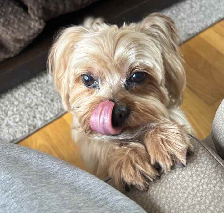 Photo of Teddy