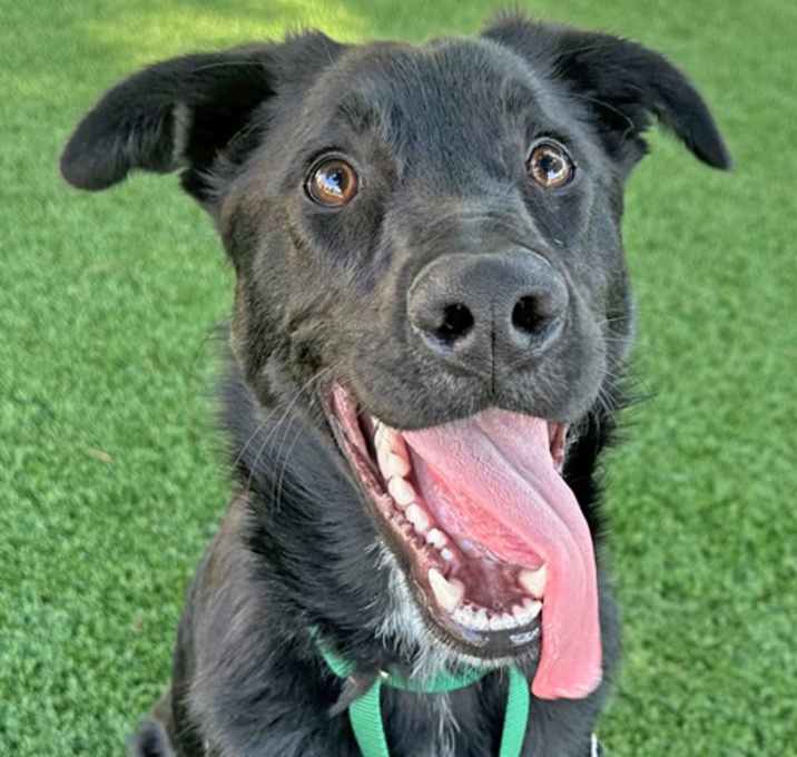 Photo of Shadow
