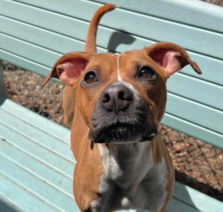 Photo of Gracie