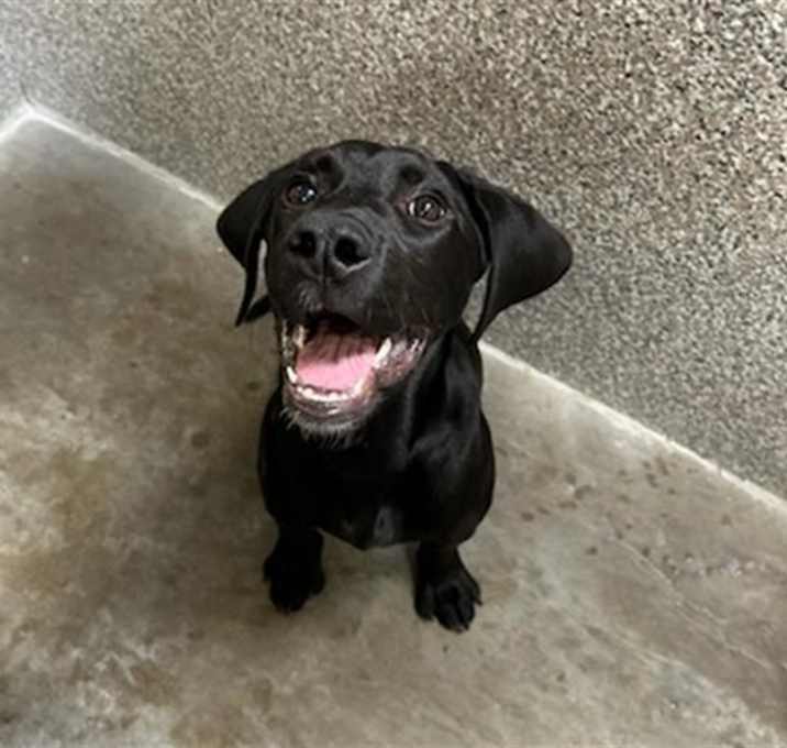 Photo of GUNNER