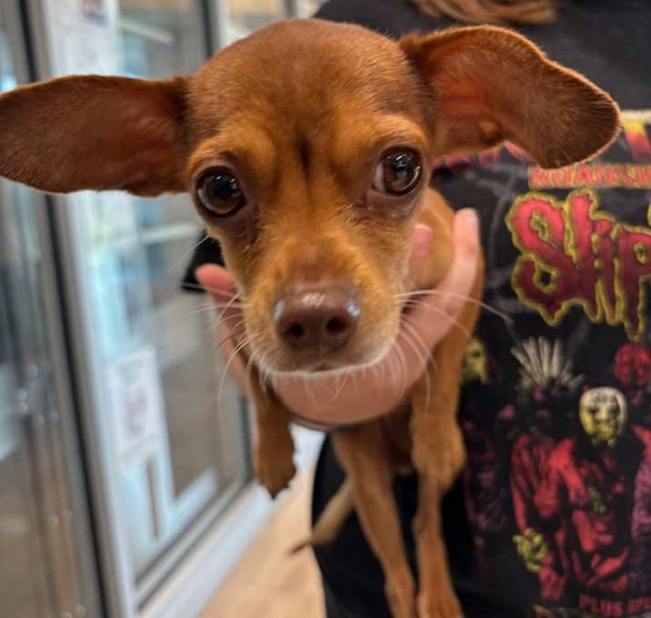 Photo of OLIVE