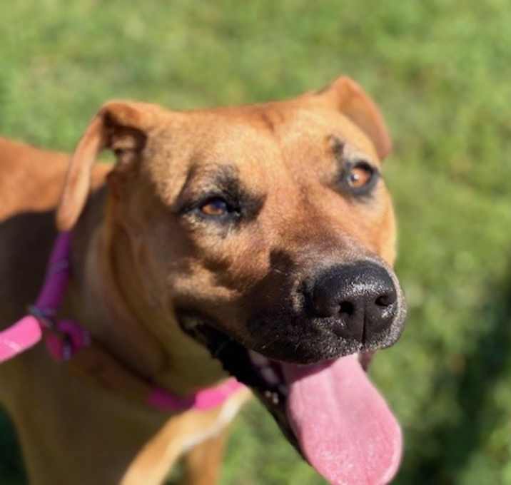 Photo of SWEETPEA