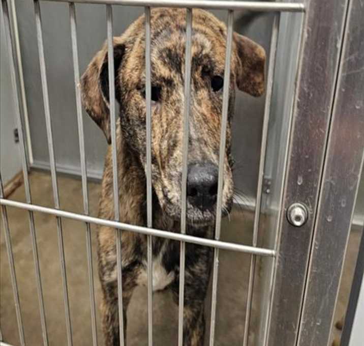 Photo of BUDDY