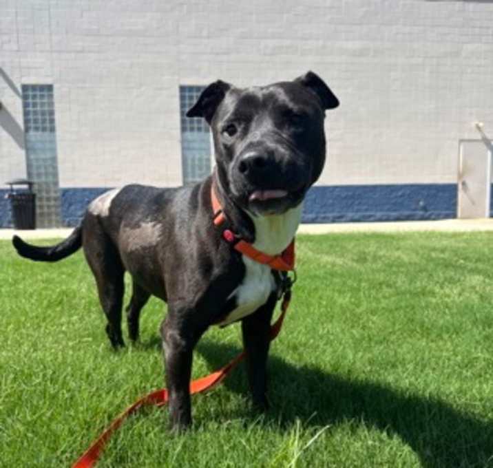 Photo of Roxi