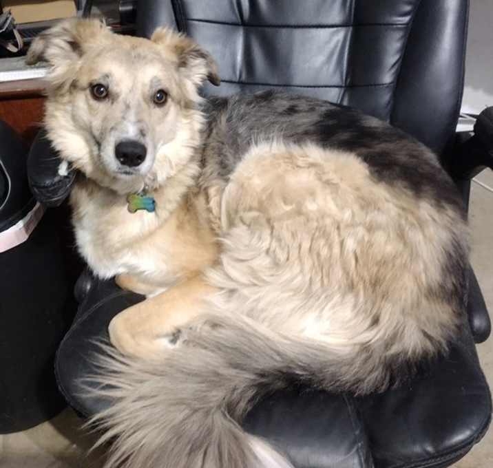 Photo of SHILOH