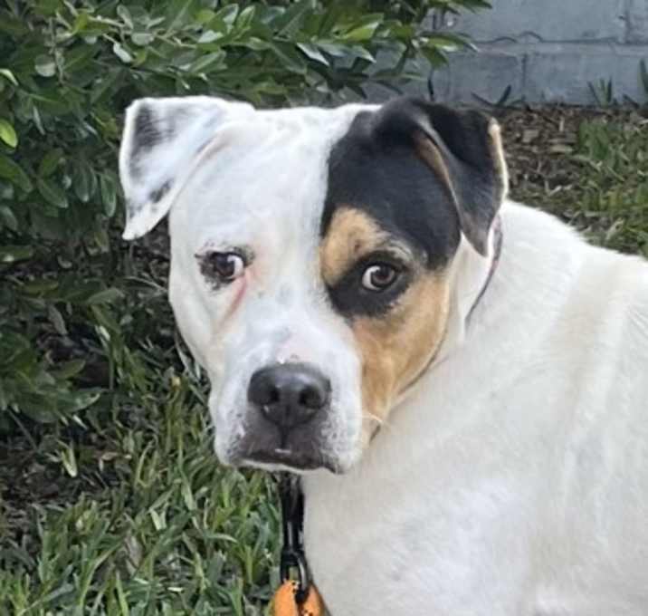 Photo of Stan
