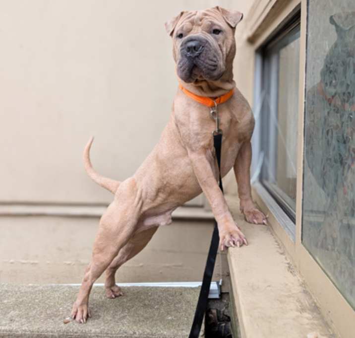 Photo of Romeo
