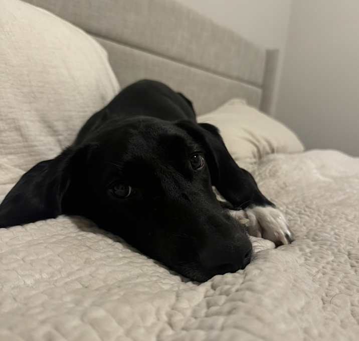 Photo of Zula