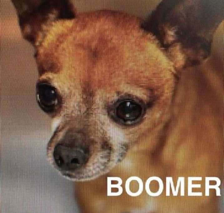 Photo of Boomer