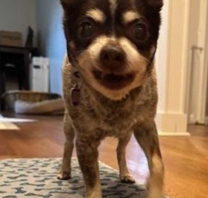 Photo of Auggie (pending medical)