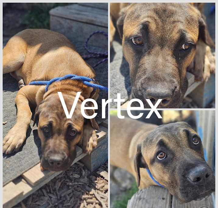 Photo of Vertex