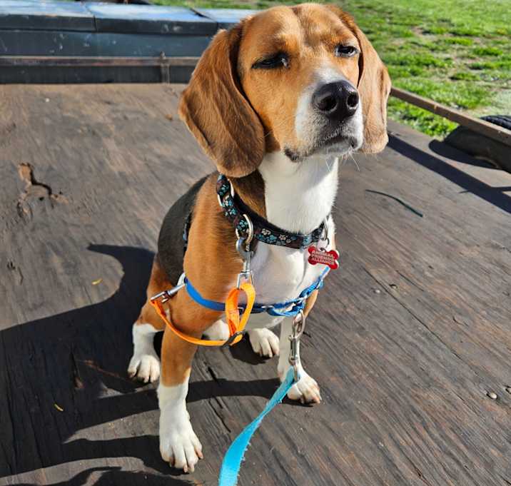 Photo of Barney