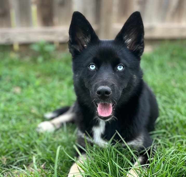 Photo of Luna