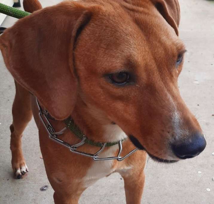 Photo of Dewey