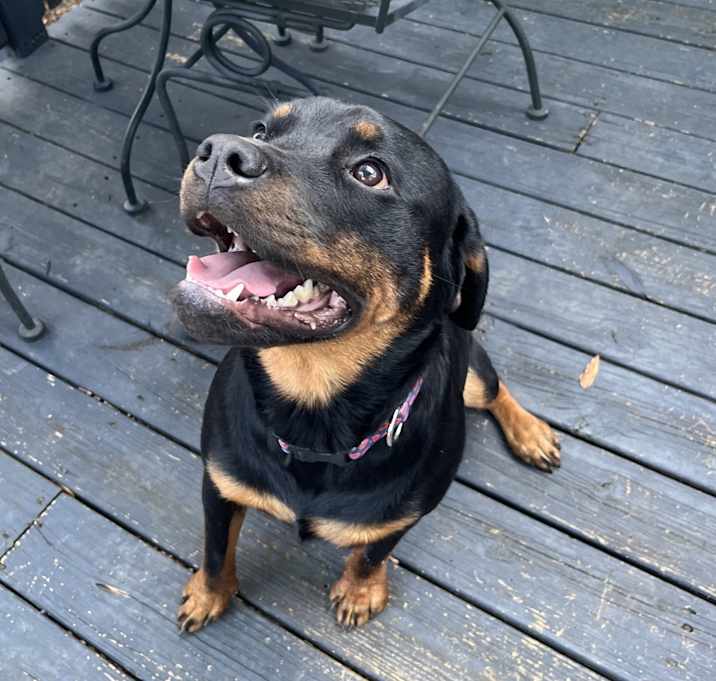 Photo of Frankie