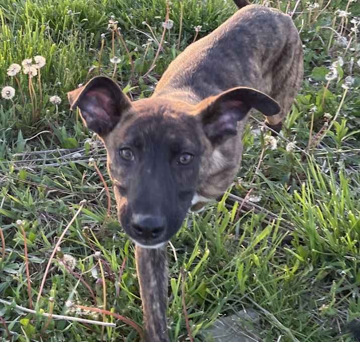 Photo of Fritz