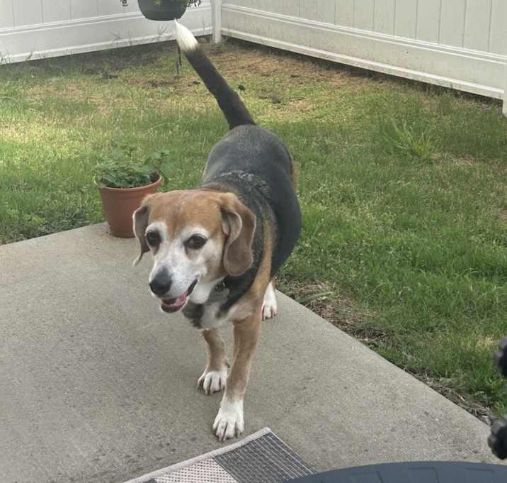 Photo of Millie