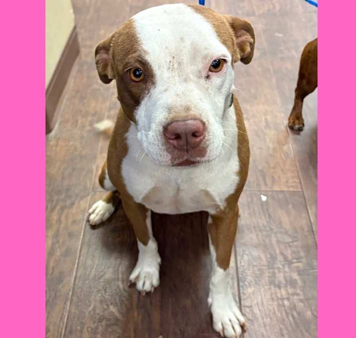 Photo of Dog Kennel #36 Lulu