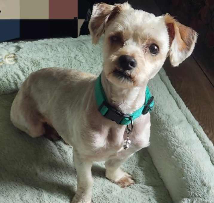 Photo of Fred (IN FOSTER)
