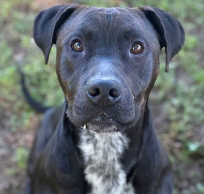 Photo of Boo