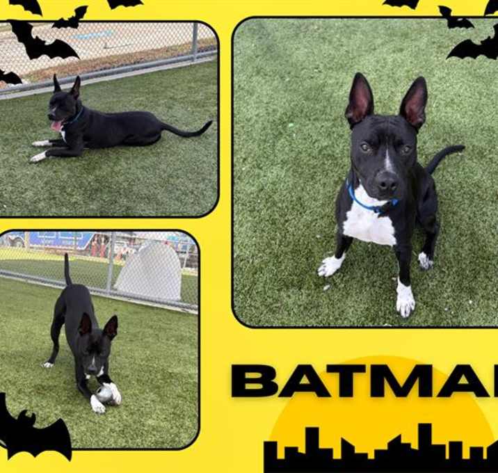 Photo of BAT MAN