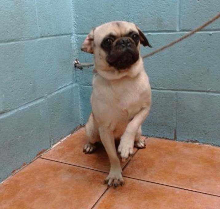 Photo of TALLULAH