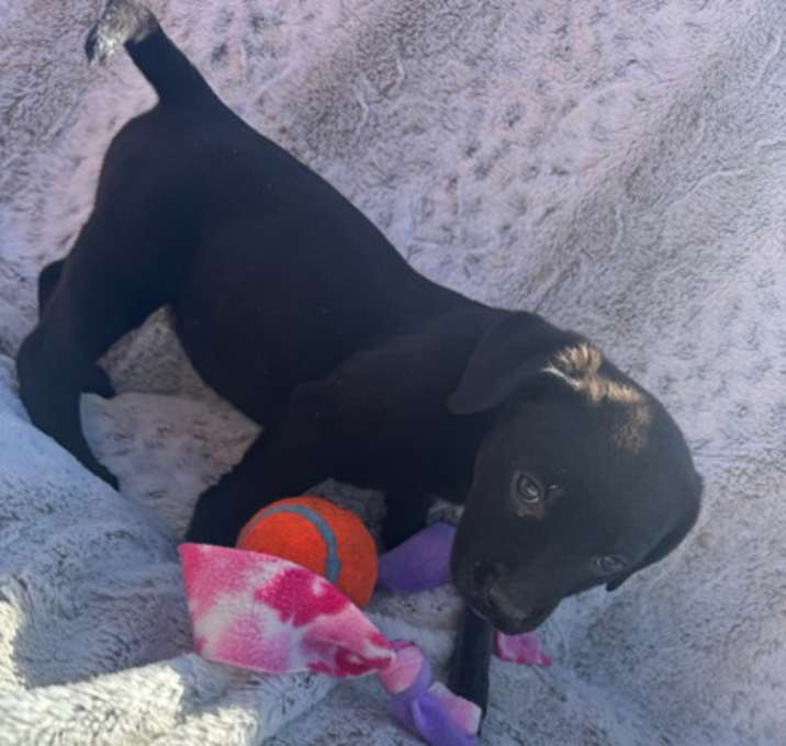 Photo of Zelda