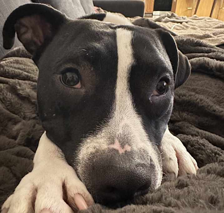 Photo of Piper