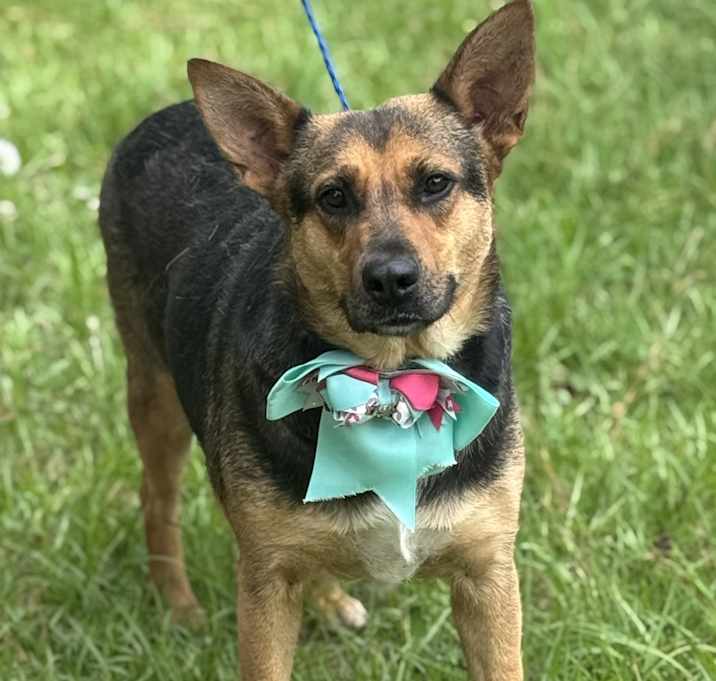 Photo of SADIE