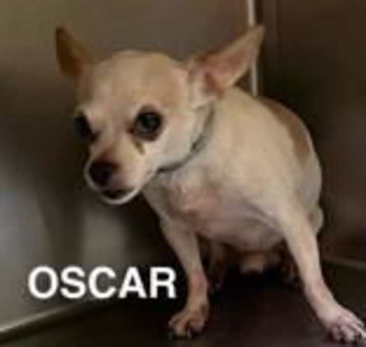 Photo of Oscar