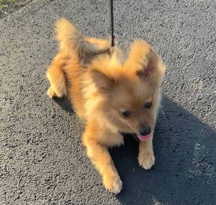 Photo of Teddy