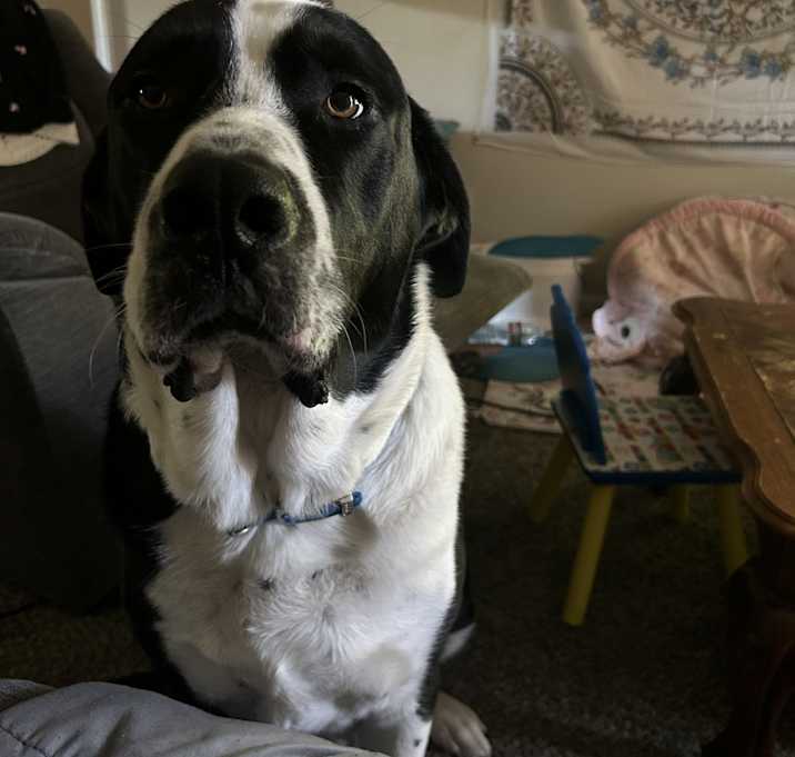 Photo of Maximus