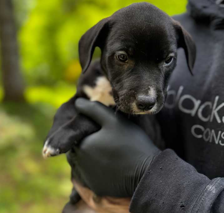 Photo of Bentley