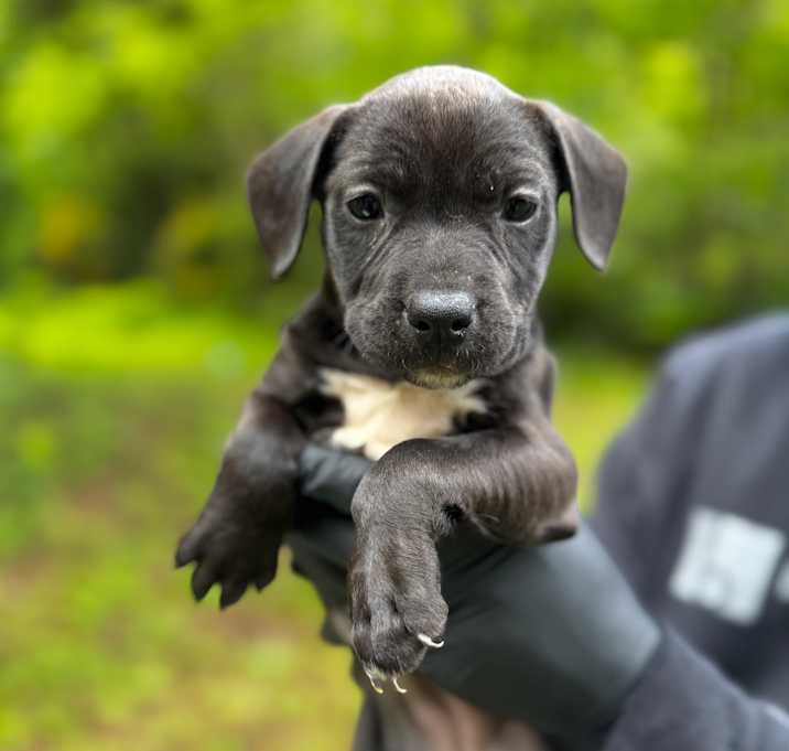 Photo of Nova