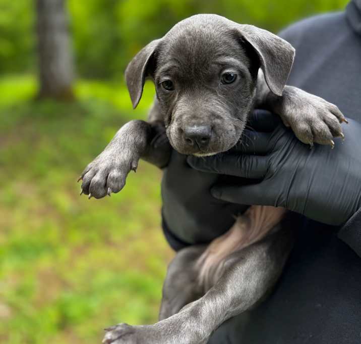 Photo of Diesel