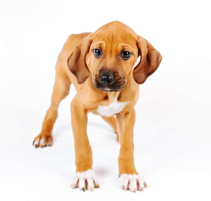 Photo of Cornhusker