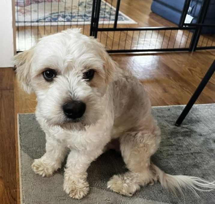 Photo of SPONSOR OR FOSTER ME - Duncan