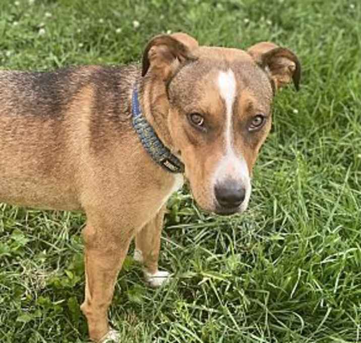 Photo of Whiskey