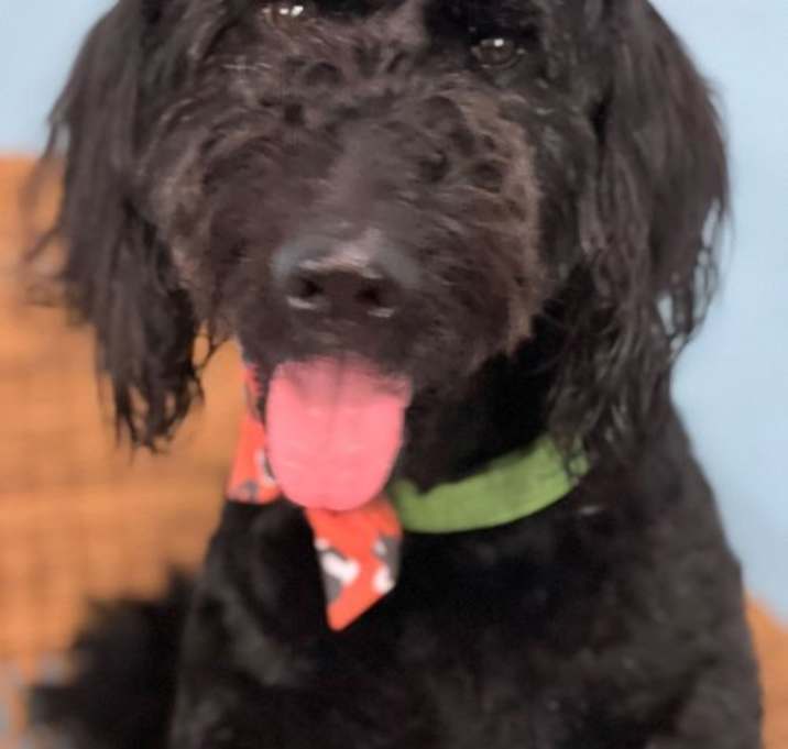 Photo of Louie The Lovable Goldendoodle Tripod - Apr 25