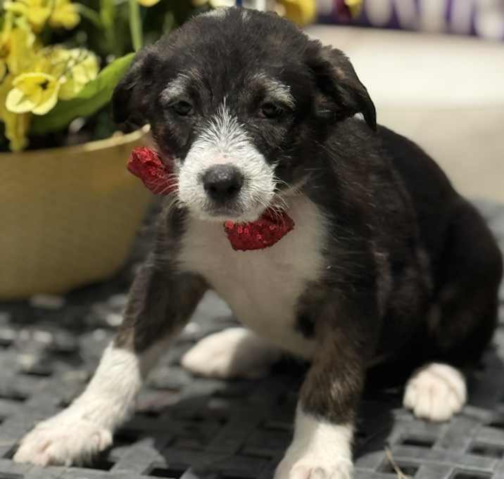 Photo of DUCKY
